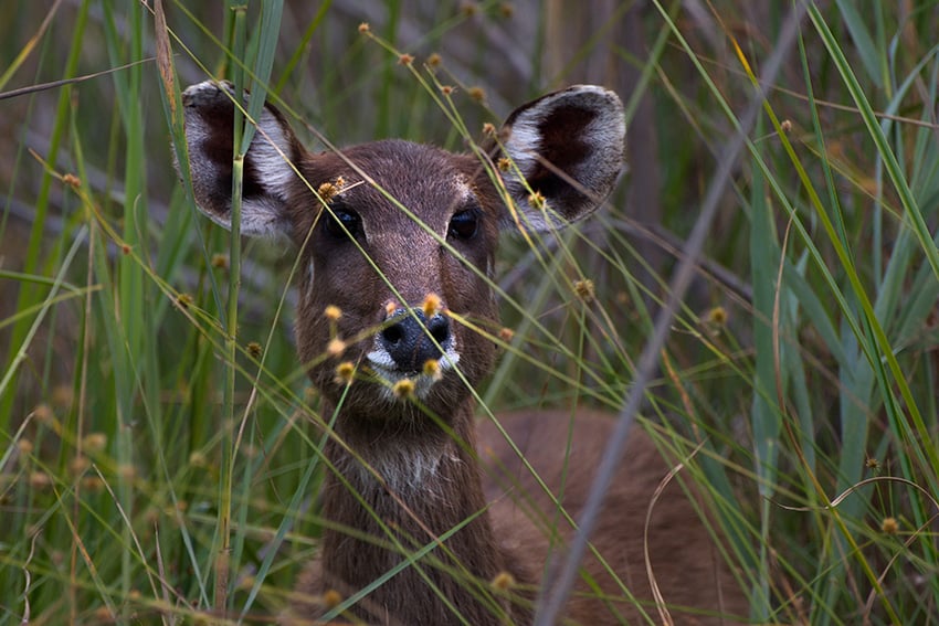 Sitatunga, Sambesi-Region