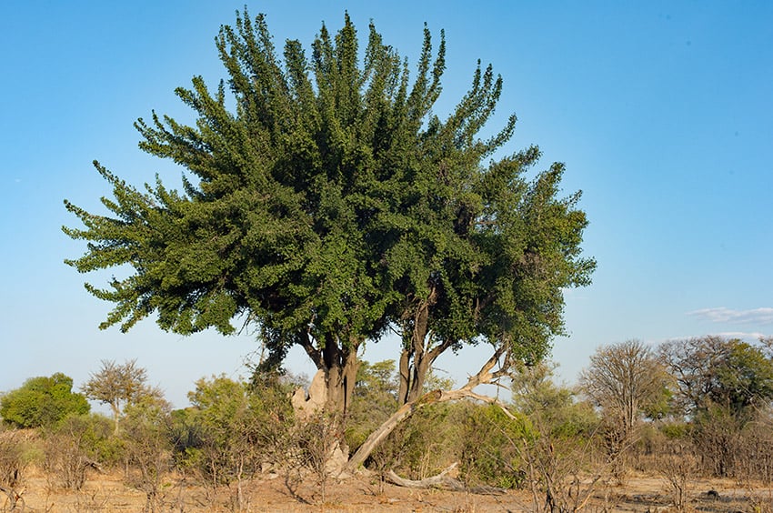 Garcinia livingstonei