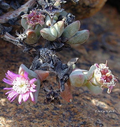 Sperrgebiet, Antimima aurasensis