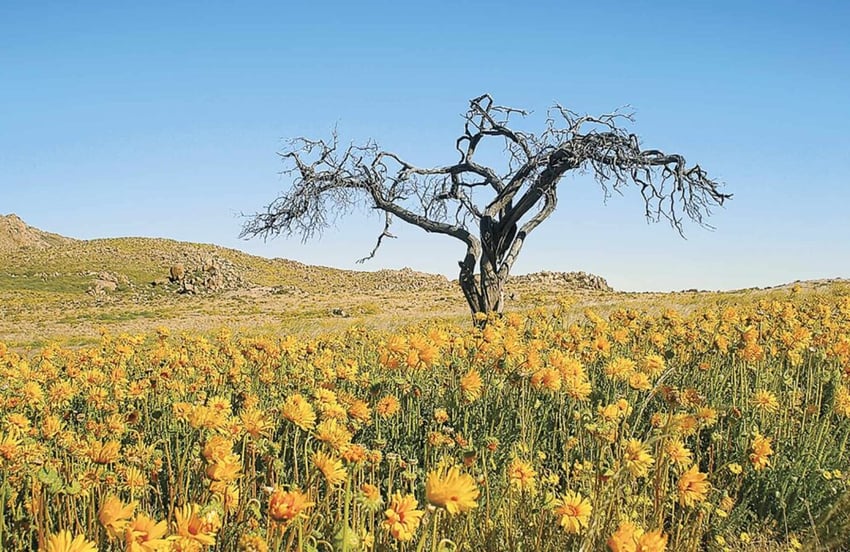 Blumen bei Klein-Aus Vista