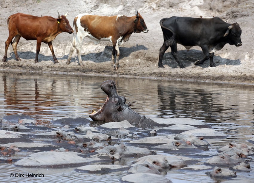 Chobe Hippos & Rinder
