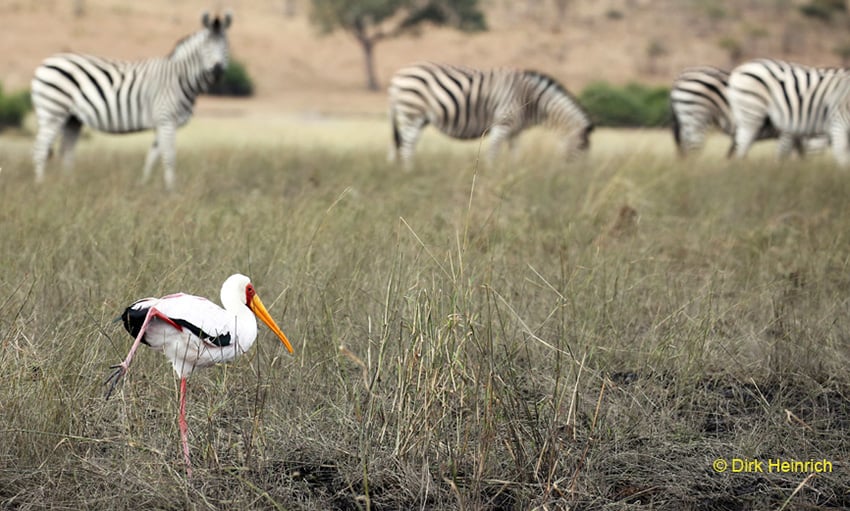 Nimmersatt Chobe Namibia