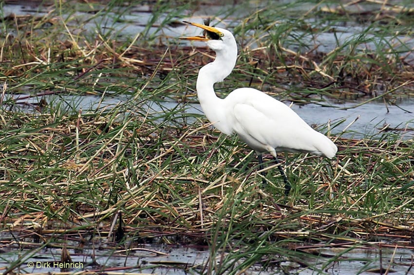 Silberreiher Chobe Namibia