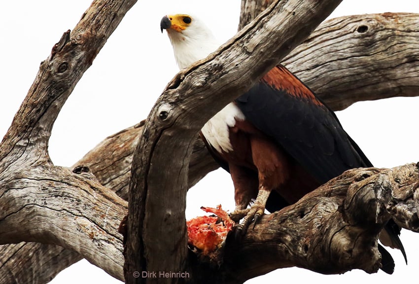 Schreiseeadler Chobe Namibia