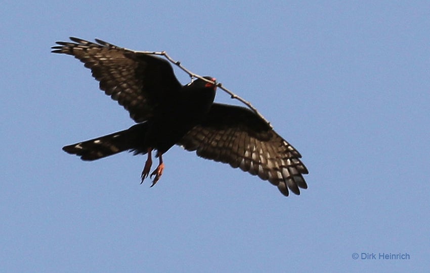 Gabarhabicht, Chobe