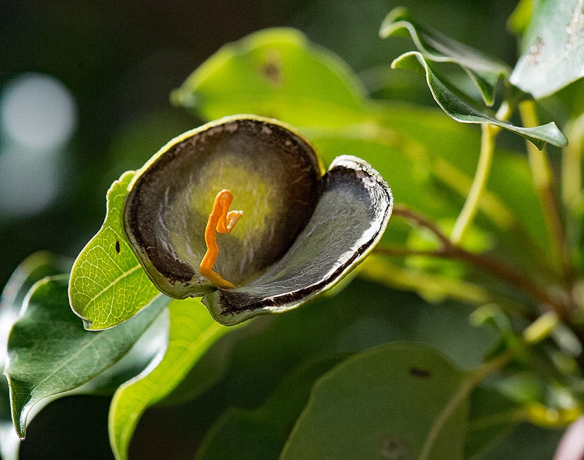 Kopalbaum, Namibia
