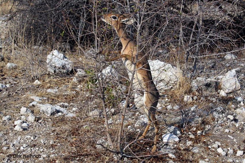 Damara Dik-Dik