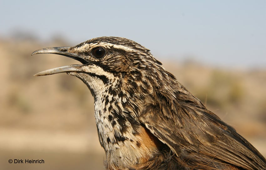 Damara-Felsenspringer Namibia