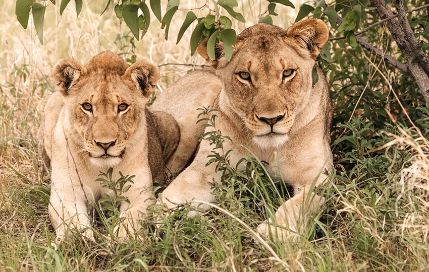 Löwen, Etosha