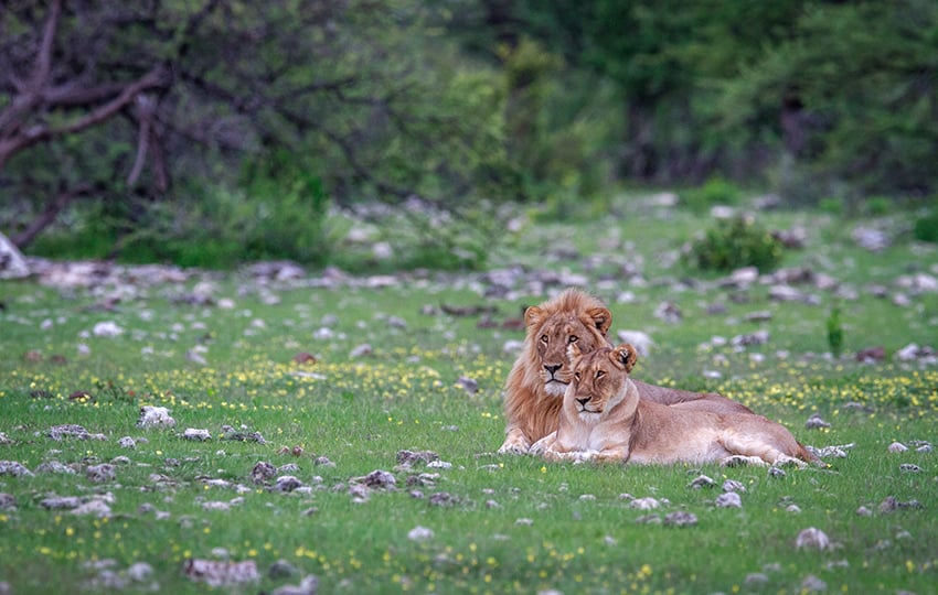 Etosha