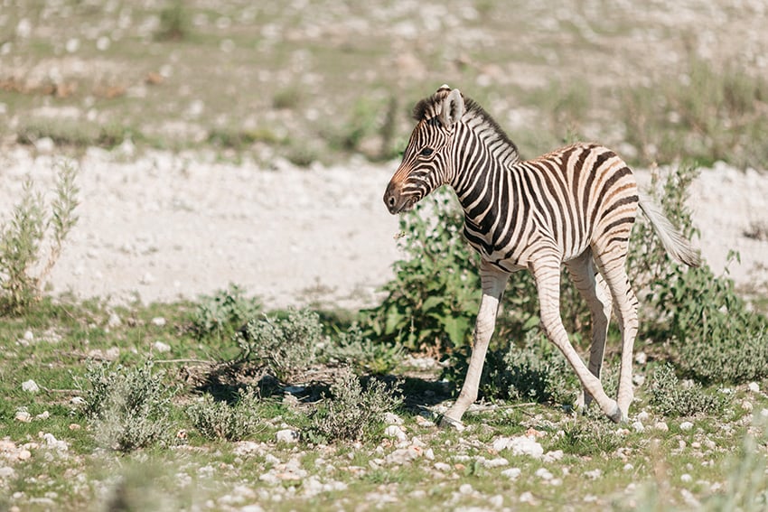 Etosha