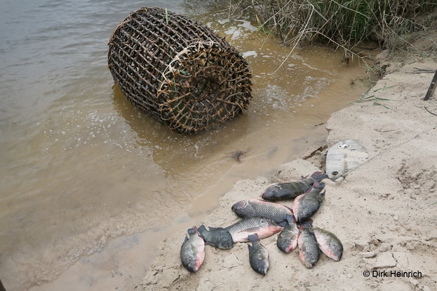 Fischreuse, Sambesi