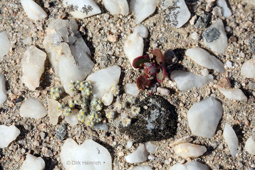 Flechten, Namibia