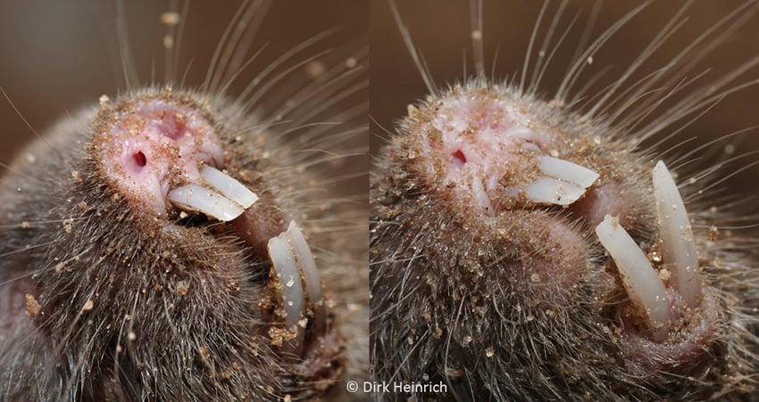 Fukomys damarensis Damara Graumull Damara mole rat