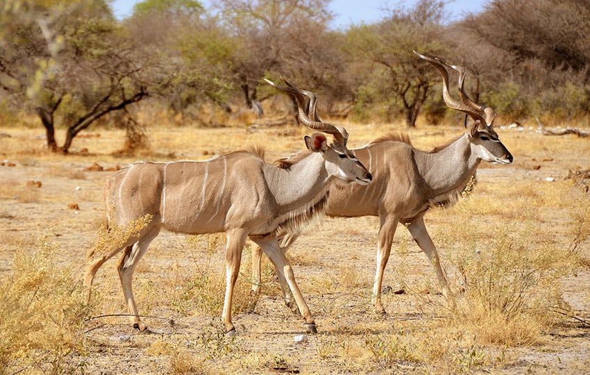 Kudubullen, in Namibia