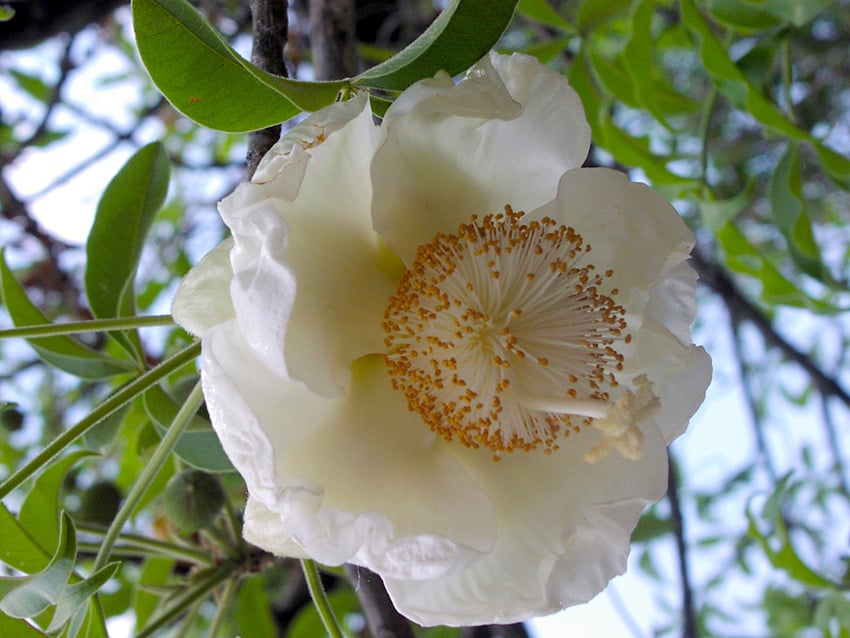 Baobab Blüte