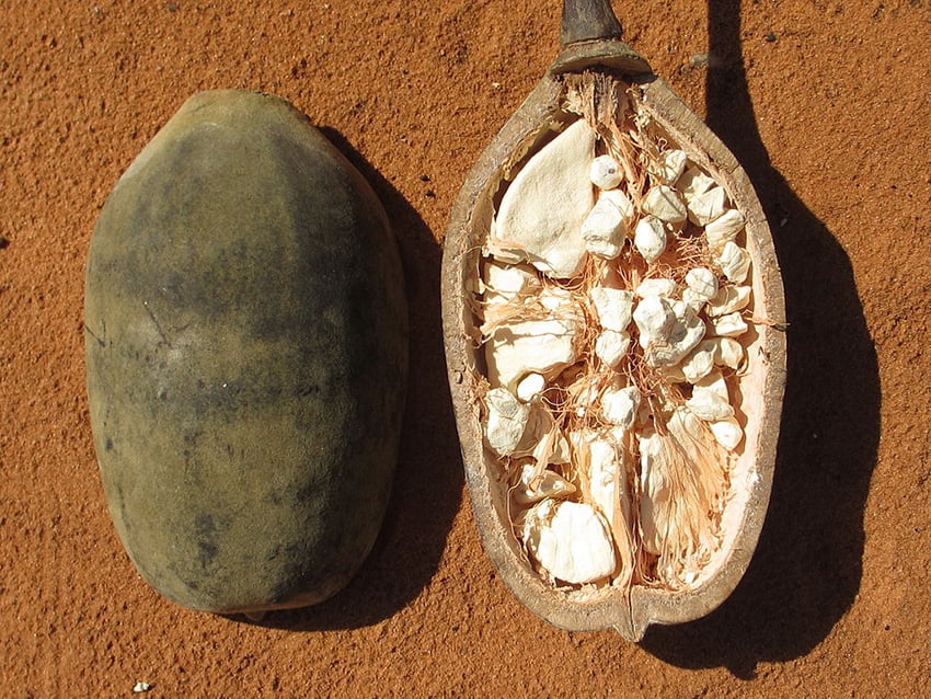 Baobabfrucht