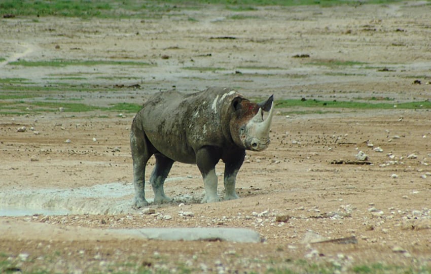 Schwarzes Nashorn in Etosha