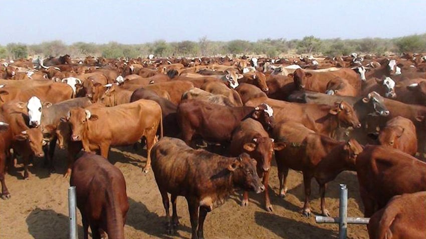 Rinder, Namibia