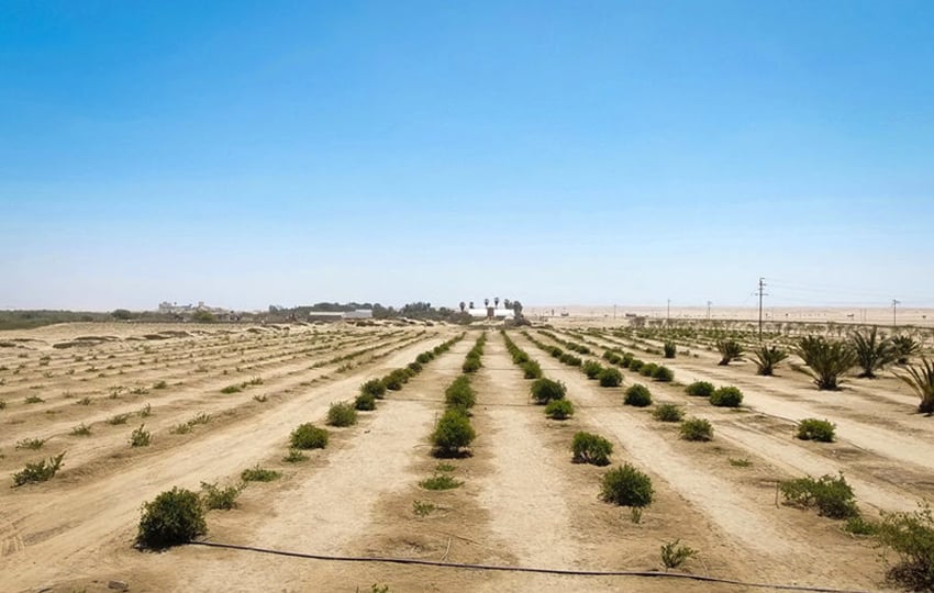 Jojoba-Pflanzen, Namibia