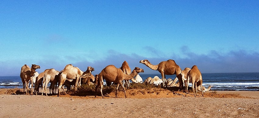 Kamele Swakopmund