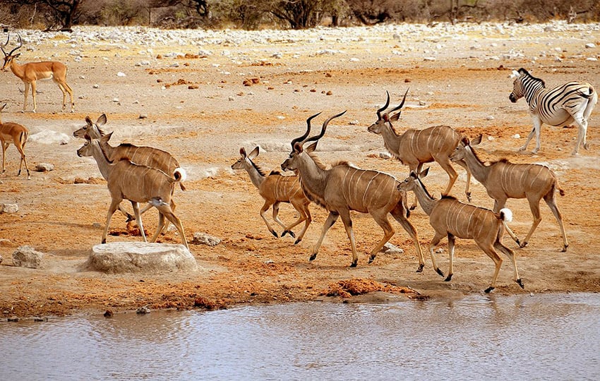 Antilopen und Zebra in Etosha, Namibia