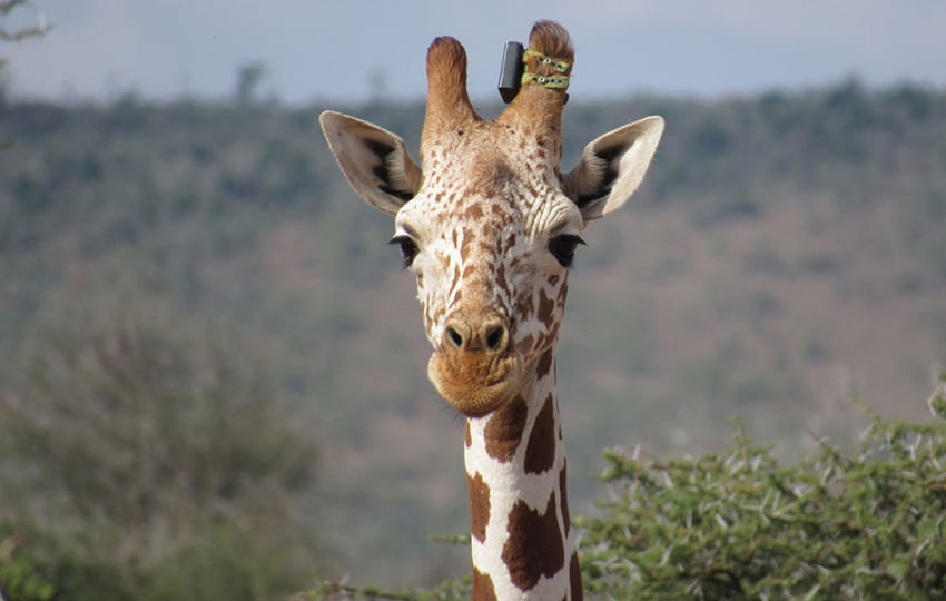 Giraffe mit Peilsender am Höcker