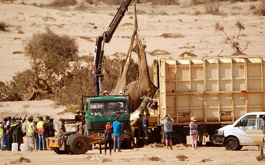 Elefant Swakopmund