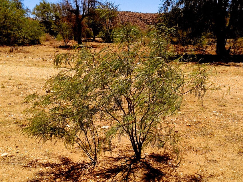 Junger Prosopis, Windhoek
