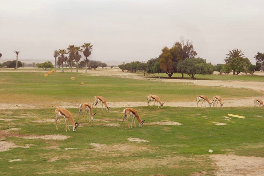 Rössmund Golf Club mit Springböcken