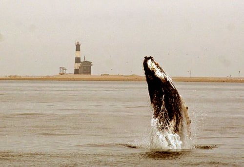 Wal, Pelican Point - Walbeobachtung in Namibia