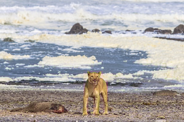 Wüstenlöwe am Meer, Namibia
