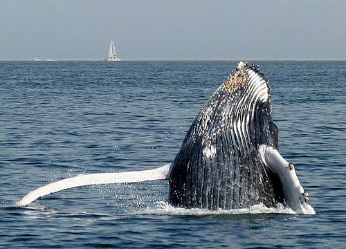 Buckelwal, Walvis Bay - Walbeobachtung in Namibia