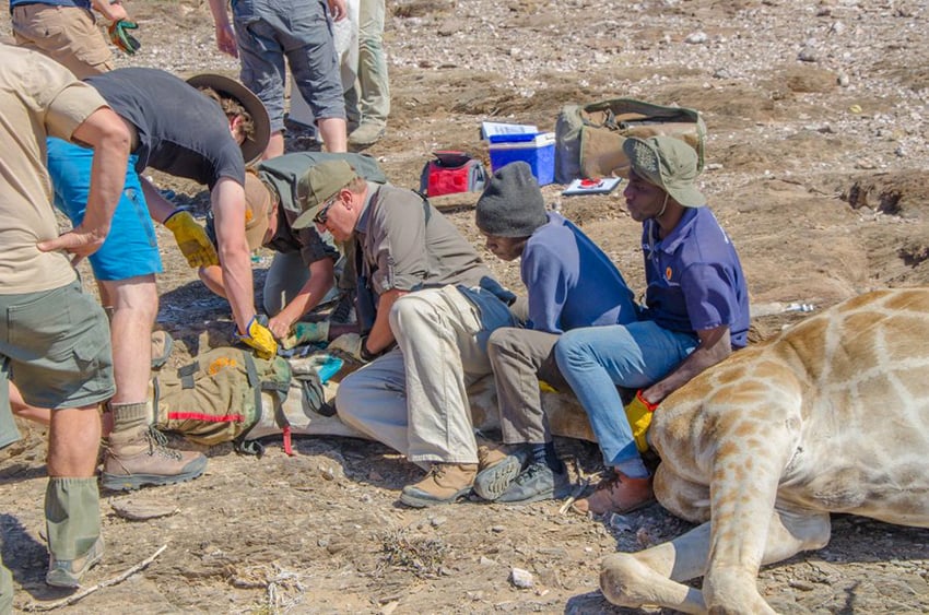 Betäubte Giraffe im Damaraland