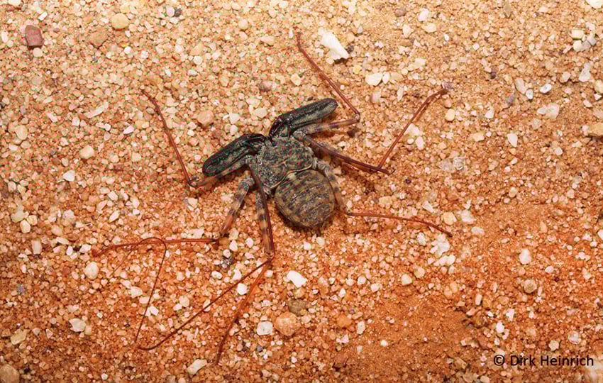 Geißelspinne