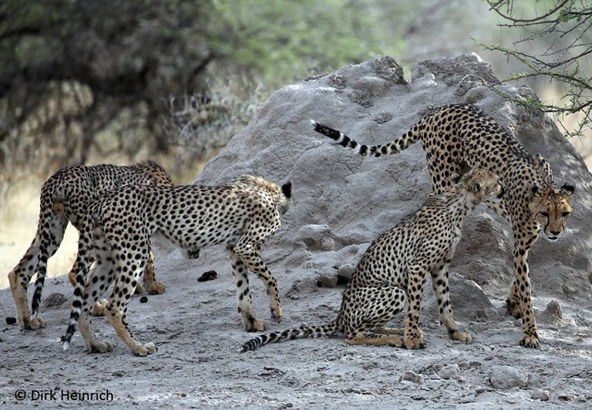 Geparden Etosha