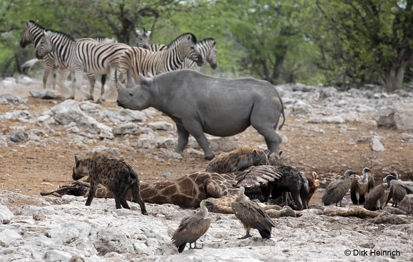 Nashorn Etosha