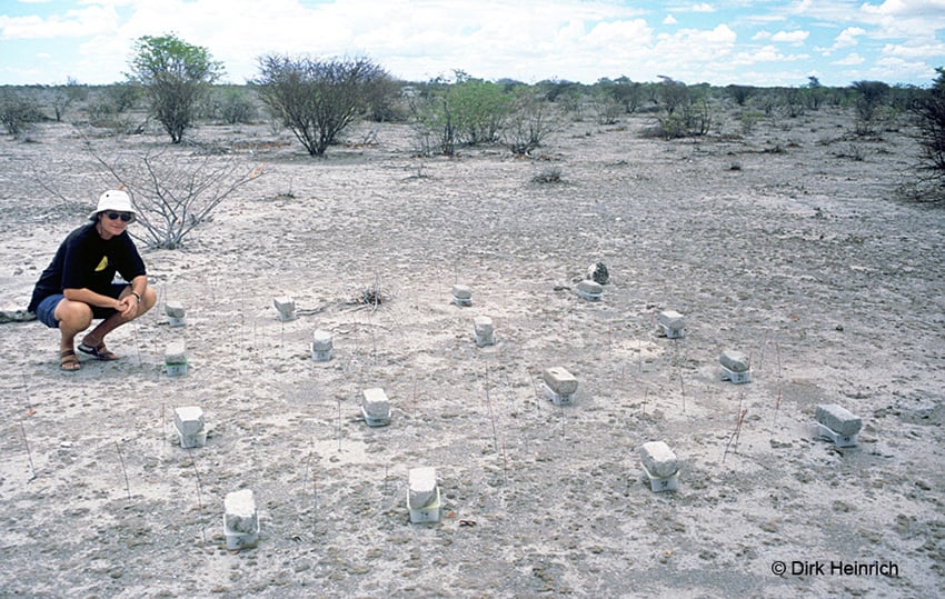 Grasschneidetermiten Forschung