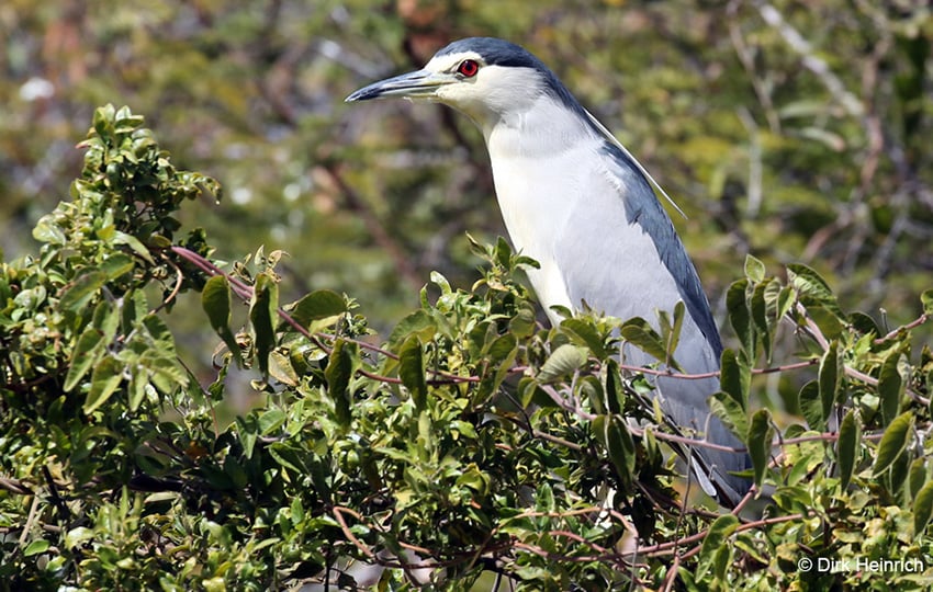 Nachtreiher Okavango Namibia