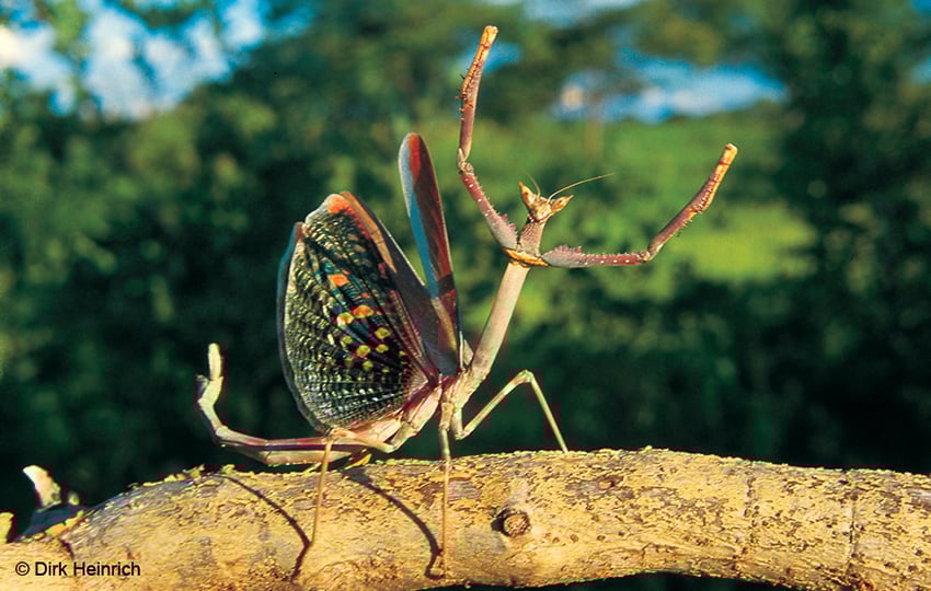 Heterochaeta orientalis