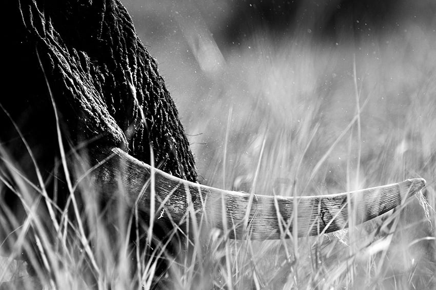 Elefantenfotografie - Stoßzahn