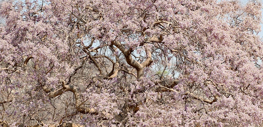 Kalahari Apfelblatt, Namibia