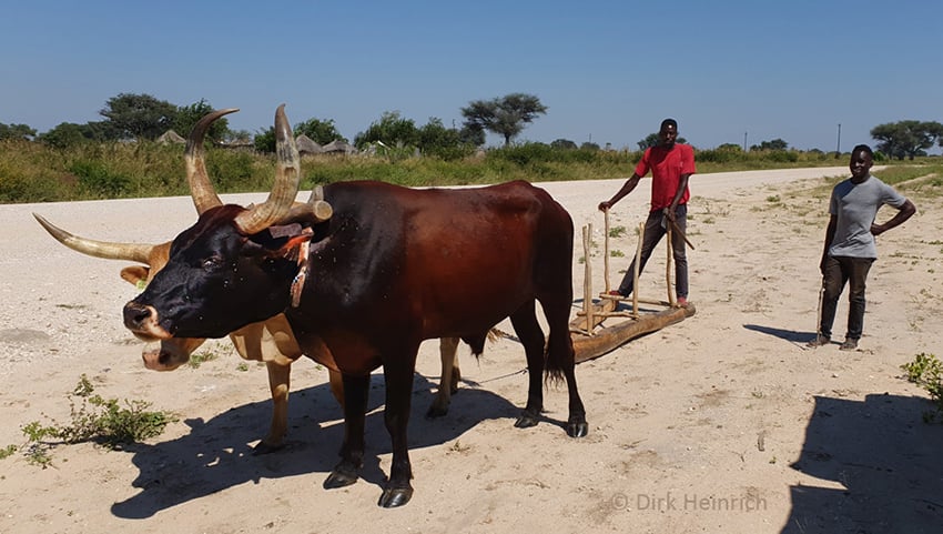 Kavango Ochsenschlitten