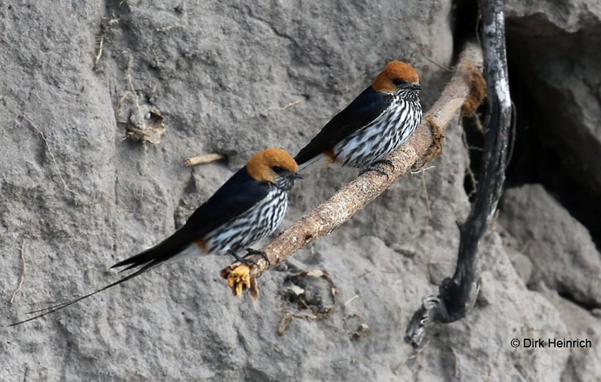Streifenschwalben Kwando Namibia