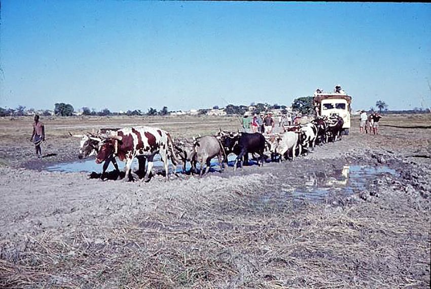 LKW und Ochsengespann