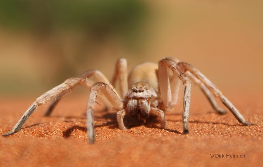 Leucorchestris arenicola Dancing White Lady