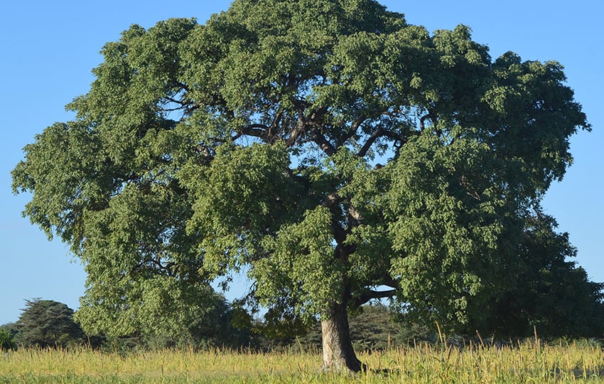Marula-Baum