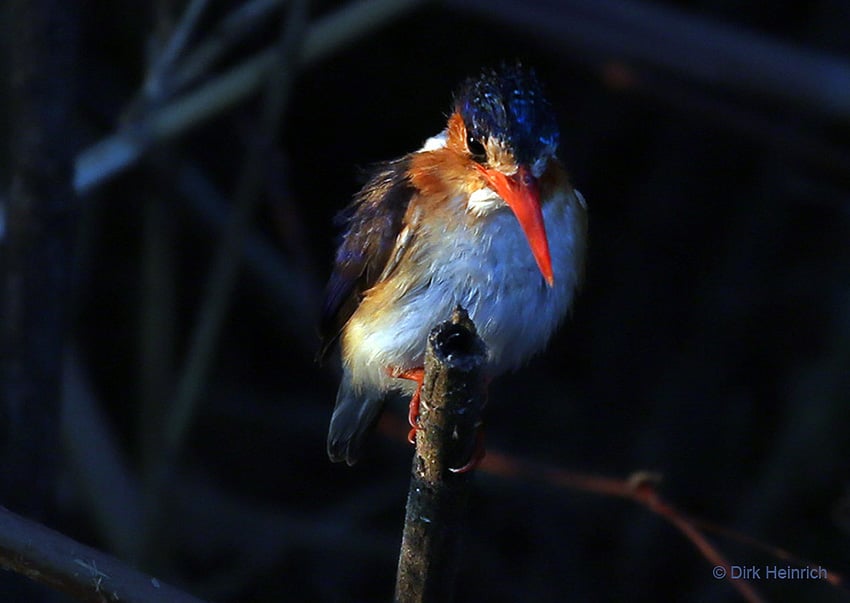 Malachit Eisvogel, Okavango