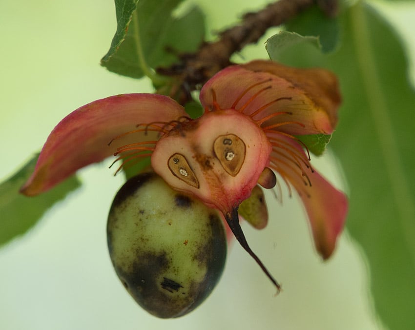 Mickey Maus Baum