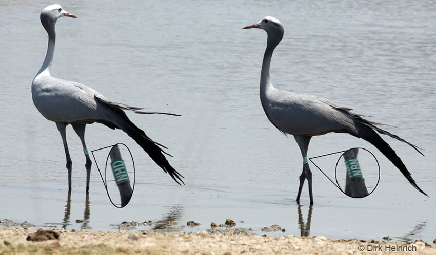 Paradieskraniche Etosha